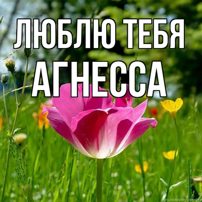 Картинка Люблю тебя, Агнесса