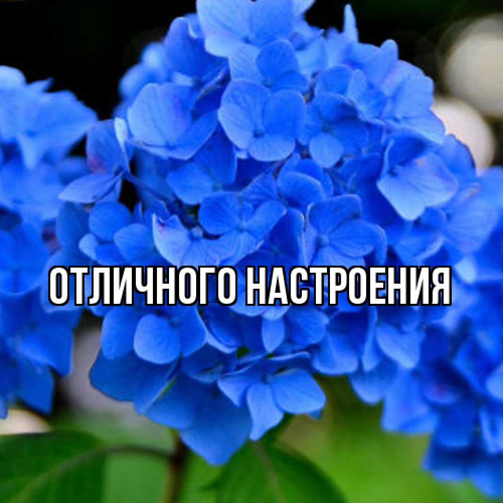 Открытка на каждый день с именем, Габриэлла Люблю тебя синие цветы Прикольная открытка с пожеланием онлайн скачать бесплатно 