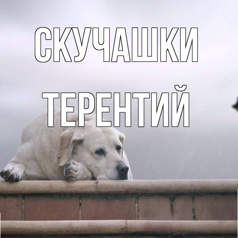 Картинка Скучашки, Терентий