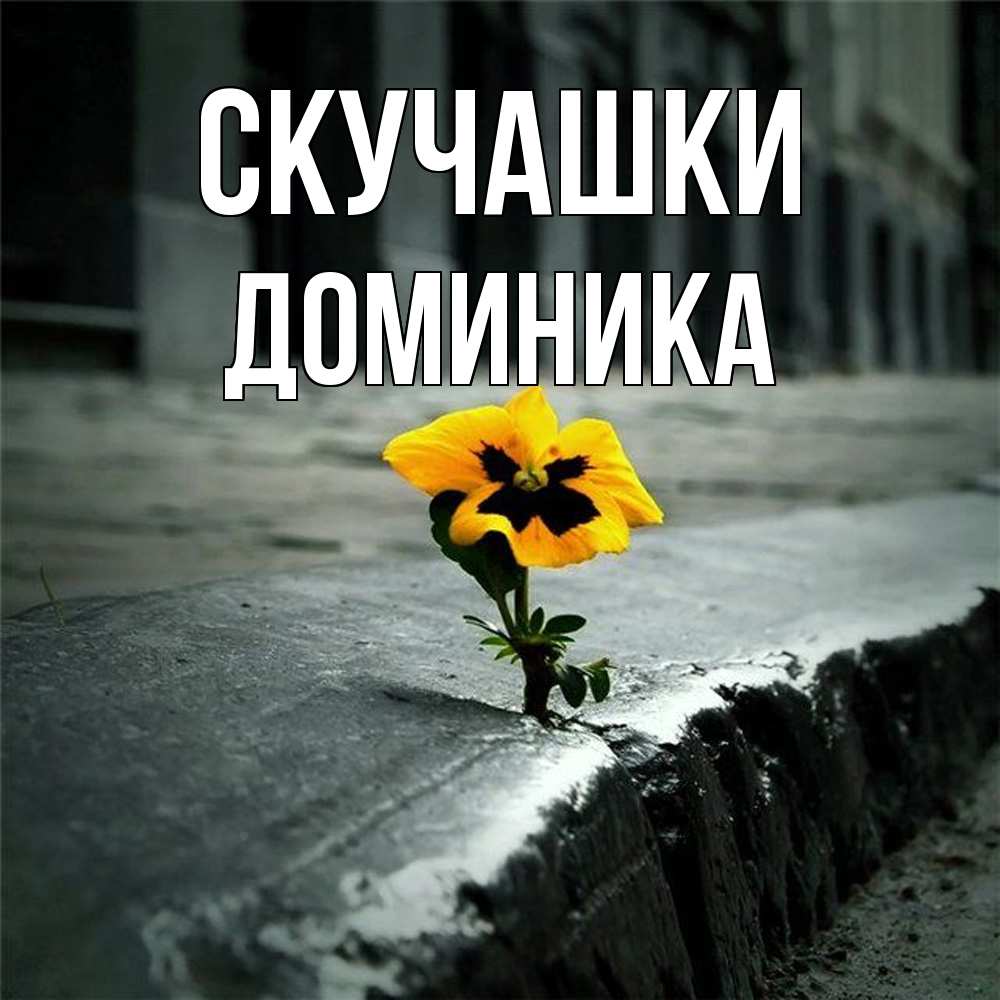 Открытка на каждый день с именем, Доминика Скучашки надеюсь будет лучше Прикольная открытка с пожеланием онлайн скачать бесплатно 