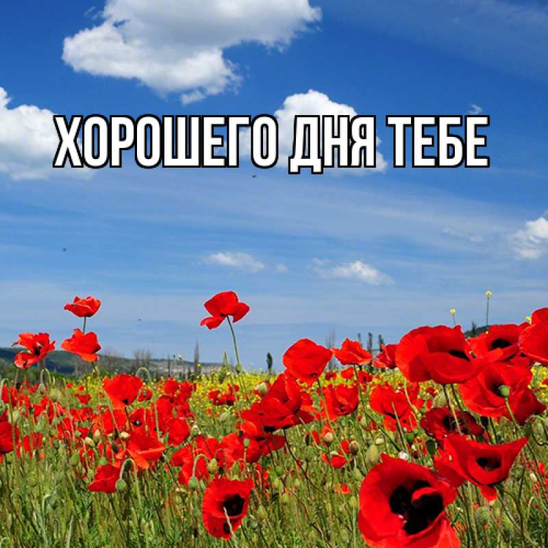 Картинка Люблю тебя, Исидор