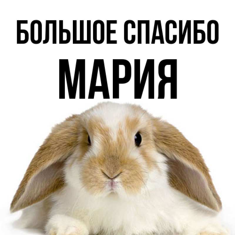 Картинка Большое спасибо, Мария