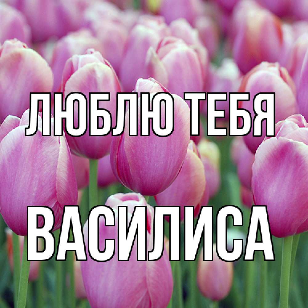 Открытка на каждый день с именем, Василиса Люблю тебя на международный женский день 3 Прикольная открытка с пожеланием онлайн скачать бесплатно 