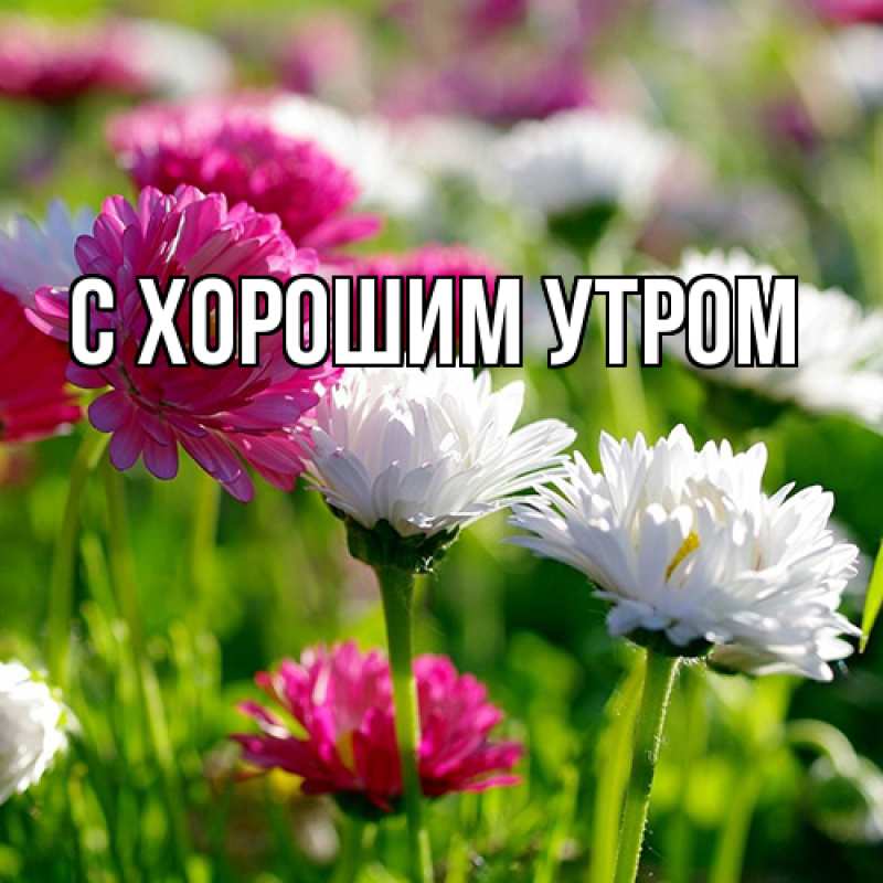 Картинка Люблю тебя, Таня