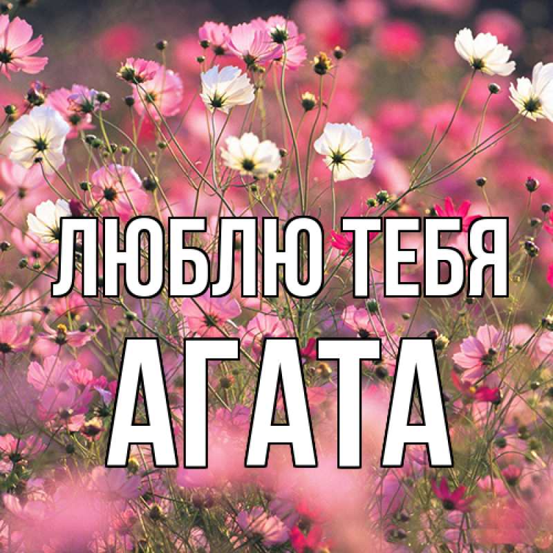 Картинка Люблю тебя, Агата