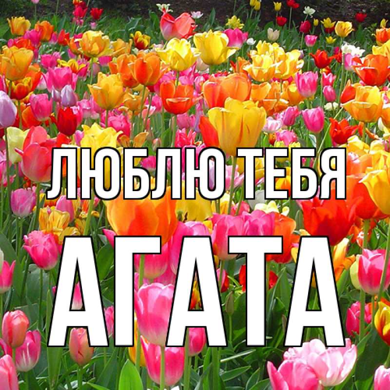 Картинка Люблю тебя, Агата