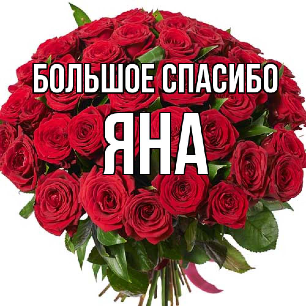 Открытка на каждый день с именем, Яна Большое спасибо букет красных роз Прикольная открытка с пожеланием онлайн скачать бесплатно 