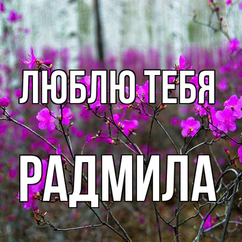 Картинка Люблю тебя, Радмила