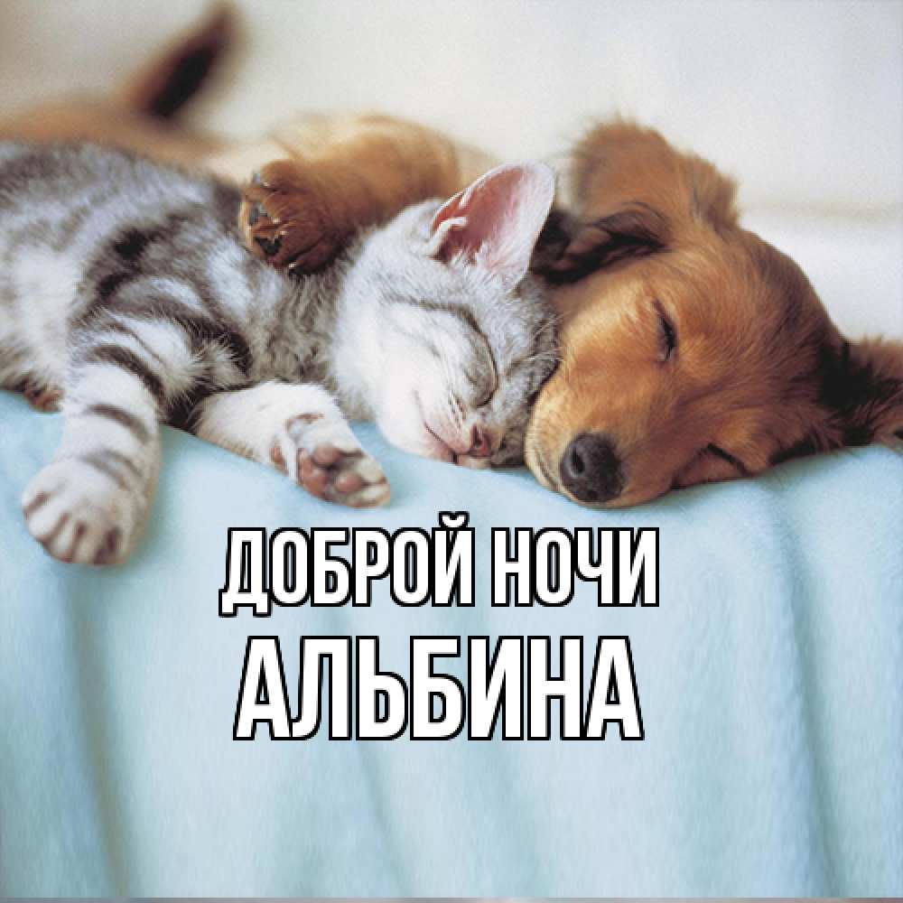 Открытка на каждый день с именем, Альбина Доброй ночи с животными Прикольная открытка с пожеланием онлайн скачать бесплатно 