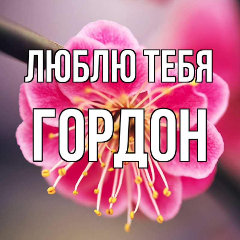 Картинка Люблю тебя, Гордон
