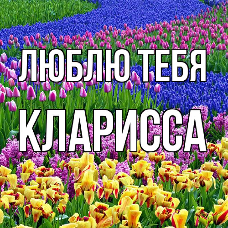 Картинка Люблю тебя, Кларисса