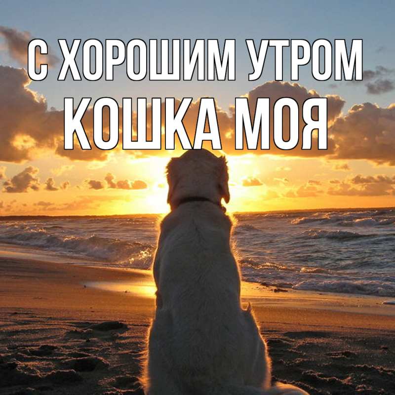 Картинка С хорошим утром, Кошка моя