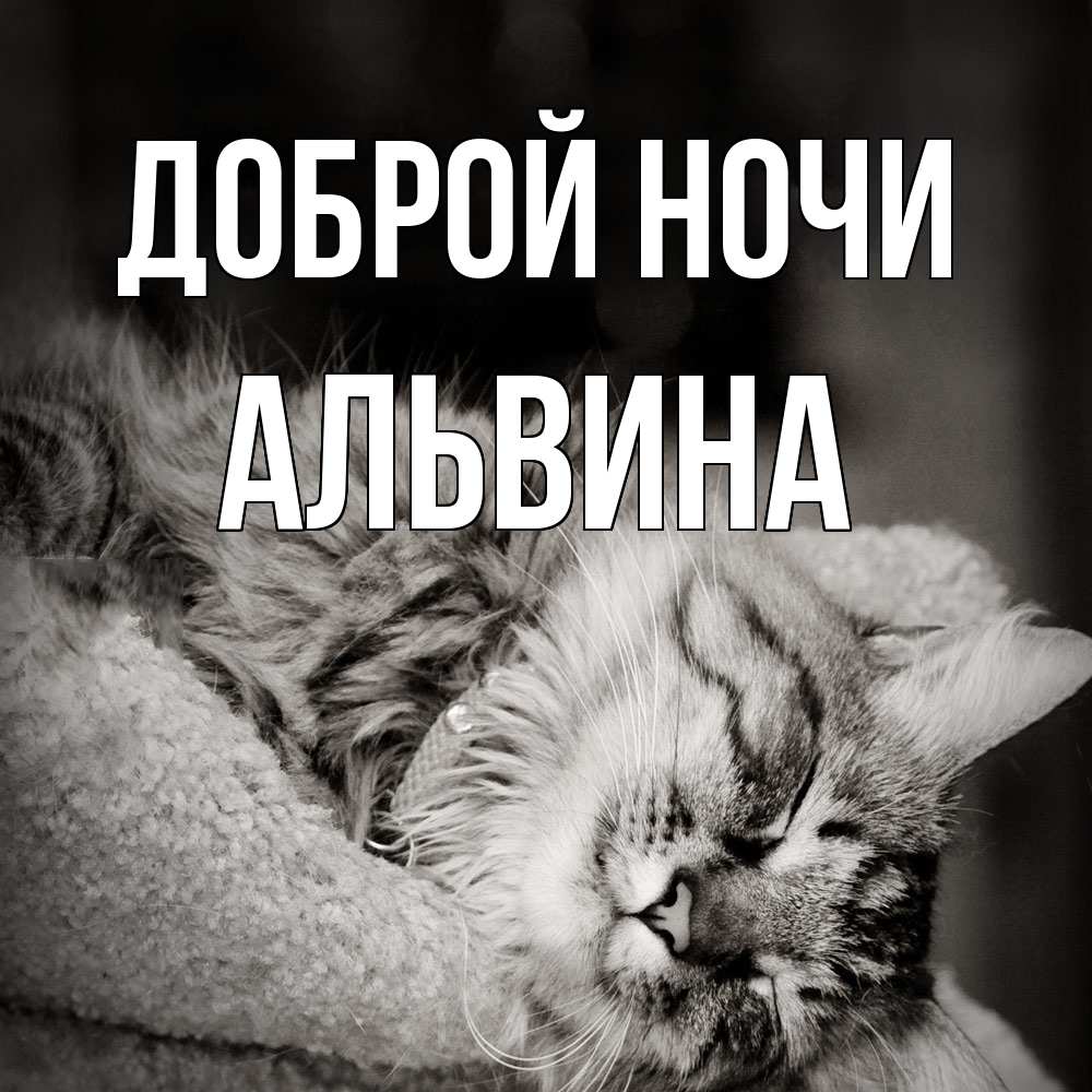 Открытка на каждый день с именем, Альвина Доброй ночи котярик пушистый Прикольная открытка с пожеланием онлайн скачать бесплатно 