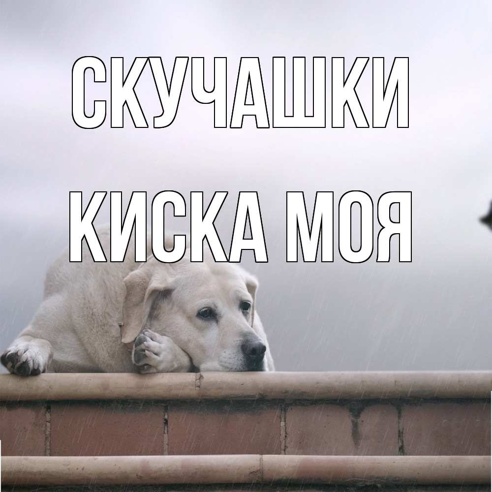 Открытка на каждый день с именем, Киска-моя Скучашки ждет Прикольная открытка с пожеланием онлайн скачать бесплатно 