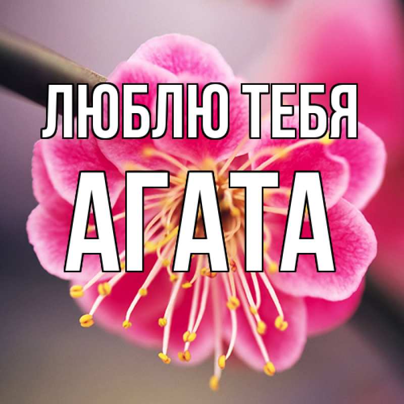Картинка Люблю тебя, Агата