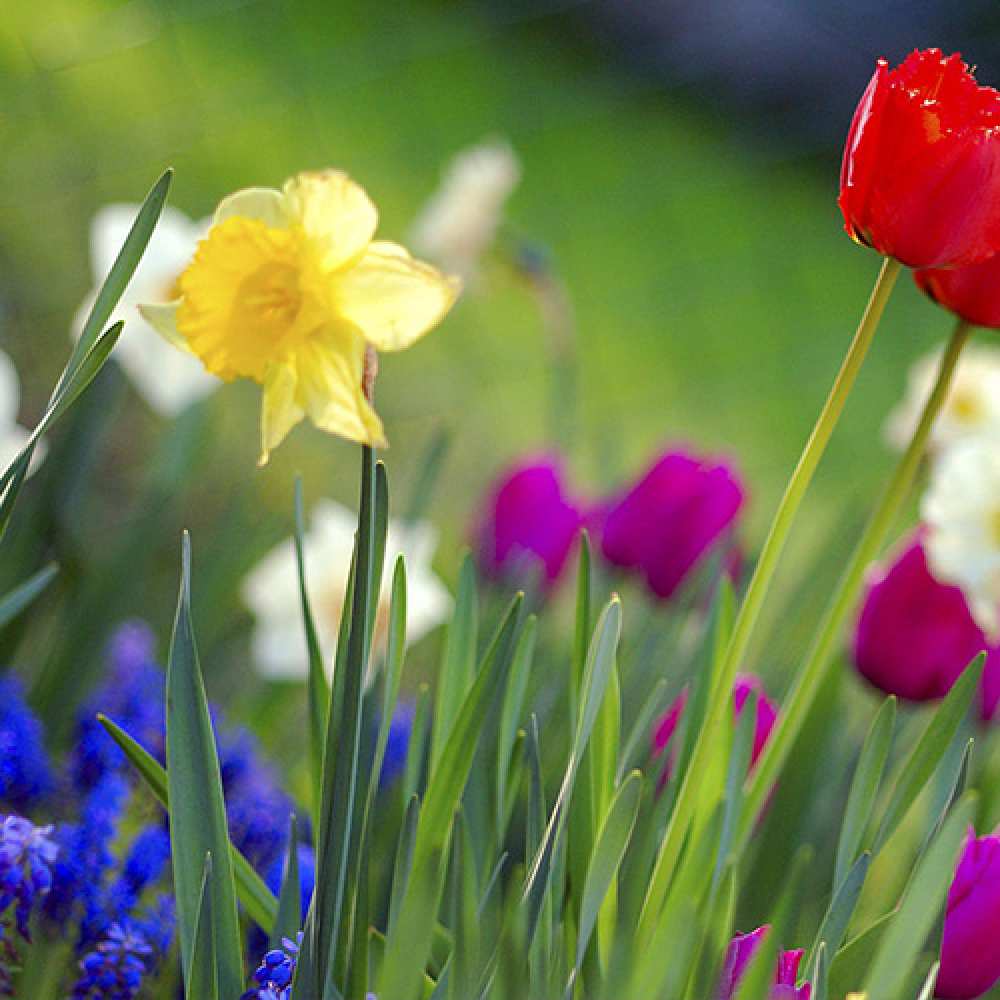 Открытка на каждый день с именем, Коля Люблю тебя международный женский день 3 Прикольная открытка с пожеланием онлайн скачать бесплатно 