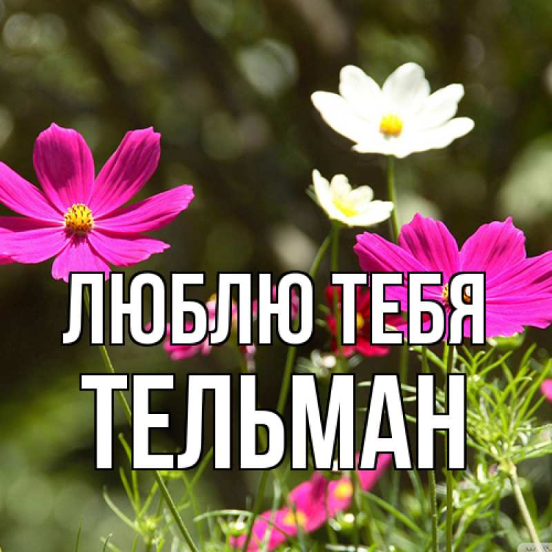 Картинка Люблю тебя, Тельман