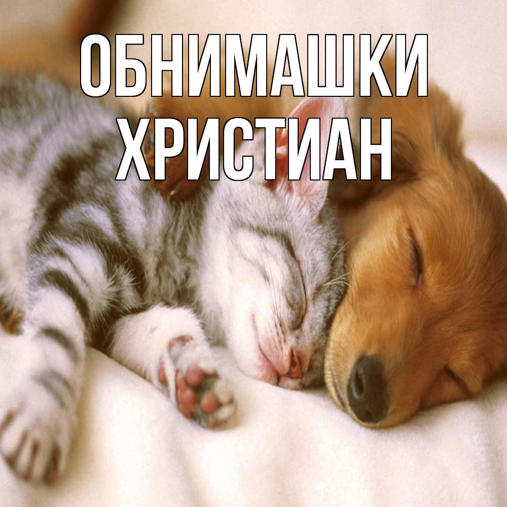 Открытка на каждый день с именем, Христиан Обнимашки пес и котенок Прикольная открытка с пожеланием онлайн скачать бесплатно 