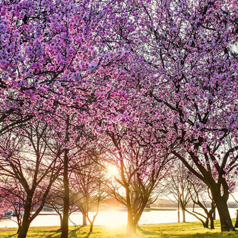 Открытка на каждый день с именем, Коля Люблю тебя международный женский день Прикольная открытка с пожеланием онлайн скачать бесплатно 