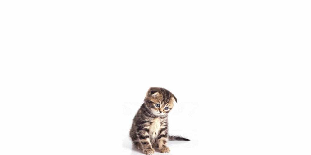 Открытка на каждый день с именем, открытка-бесплатно Скучашки кот Прикольная открытка с пожеланием онлайн скачать бесплатно 