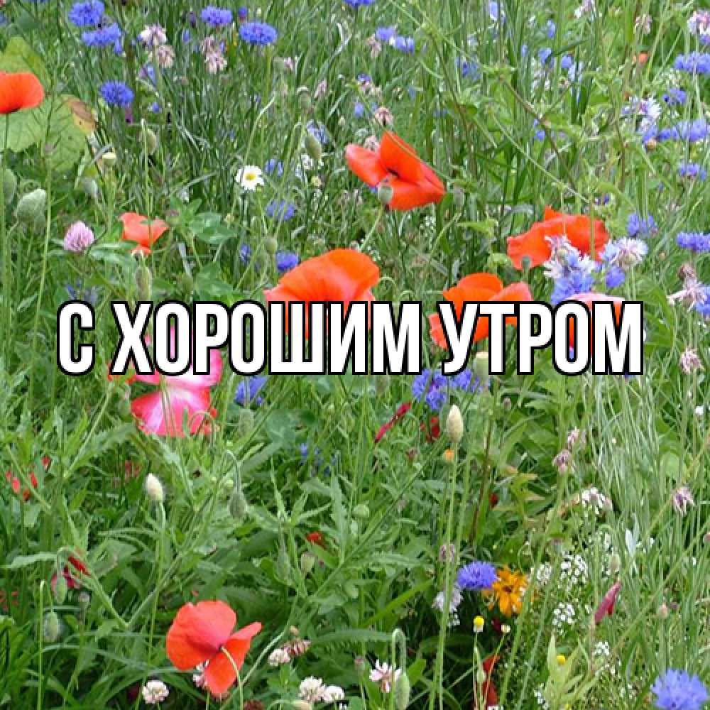 Открытка на каждый день с именем, Ашот Люблю тебя международный женский день 4 Прикольная открытка с пожеланием онлайн скачать бесплатно 