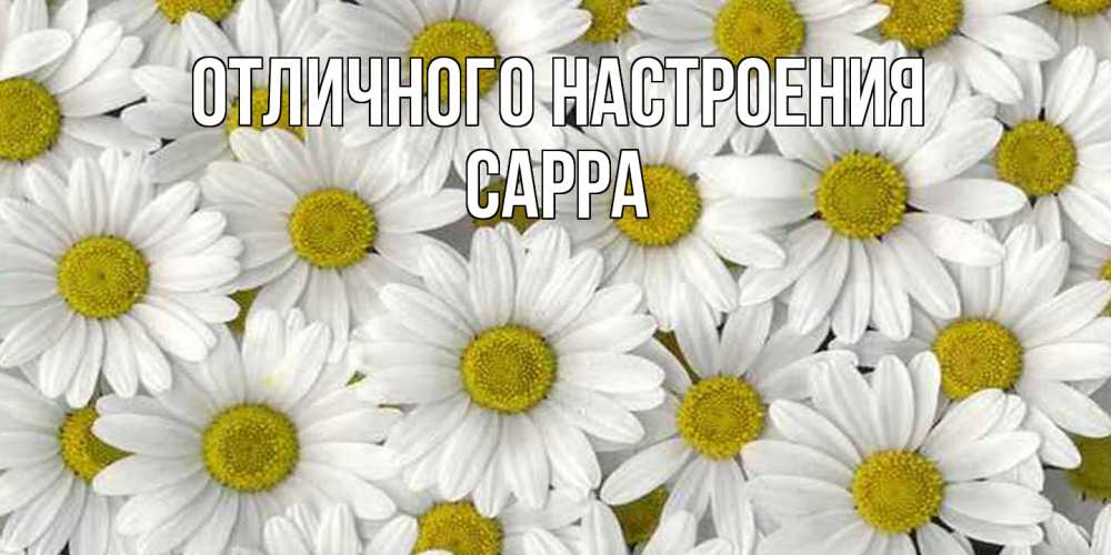 Открытка на каждый день с именем, Сарра Отличного настроения поляна ромашек Прикольная открытка с пожеланием онлайн скачать бесплатно 