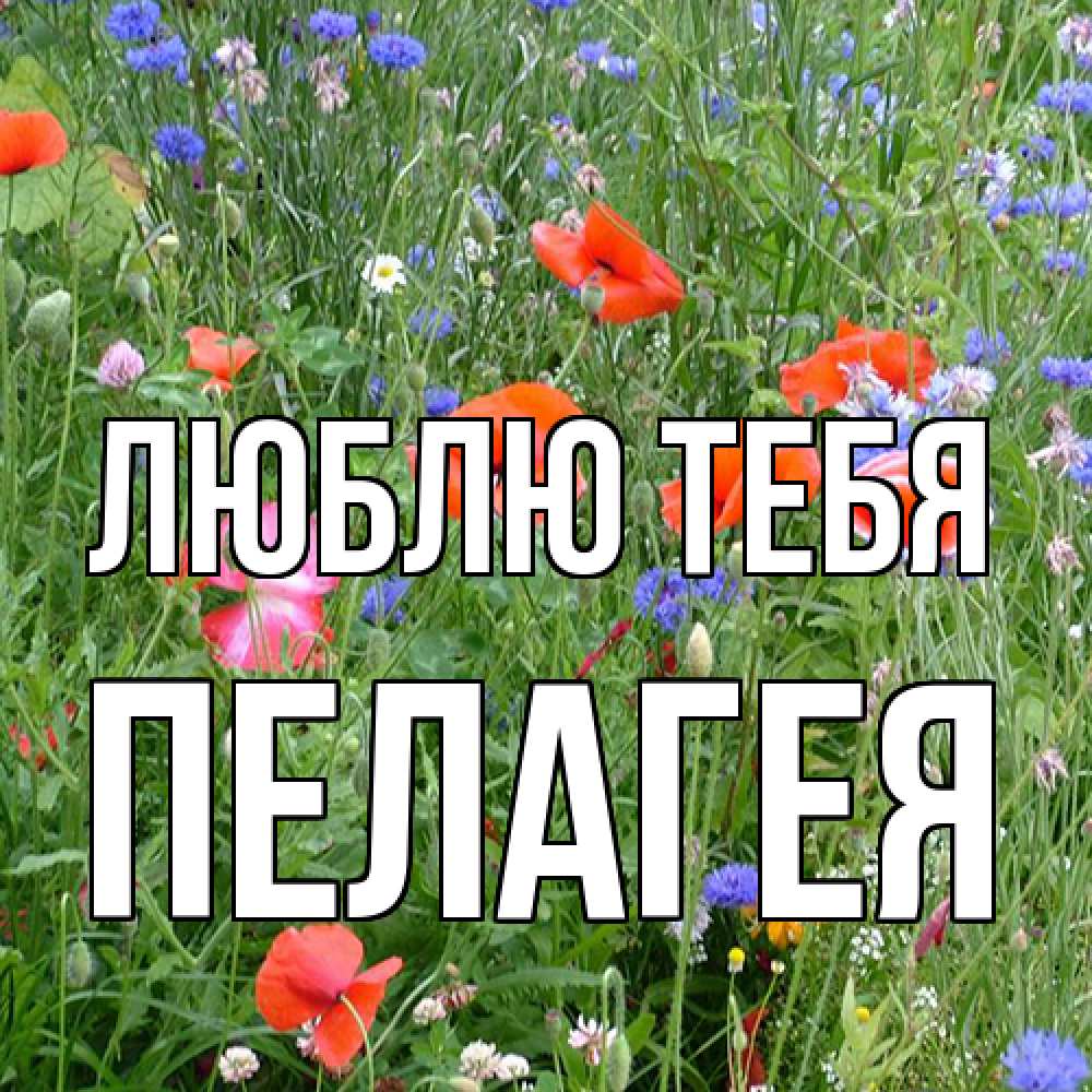 Открытка на каждый день с именем, Пелагея Люблю тебя международный женский день 4 Прикольная открытка с пожеланием онлайн скачать бесплатно 