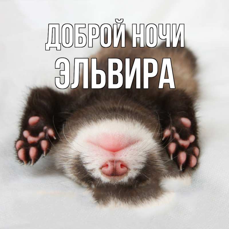 Картинка Доброй ночи, Эльвира