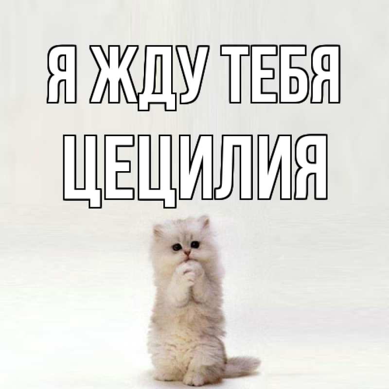 Картинка Я жду тебя, Цецилия