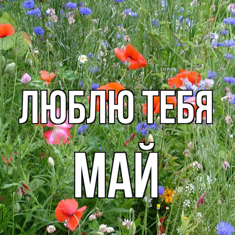 Картинка Люблю тебя, Май
