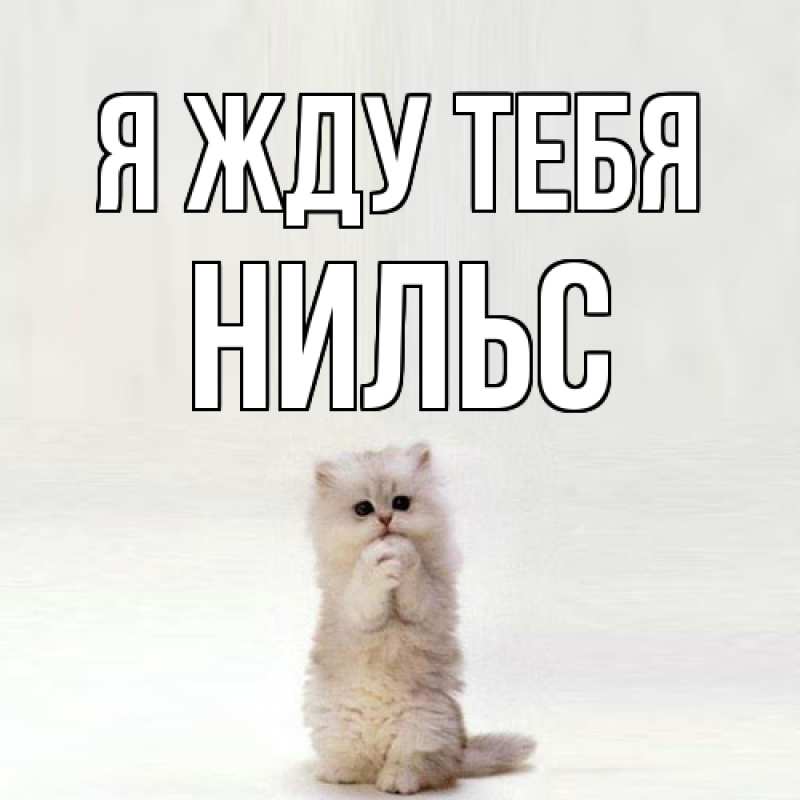 Картинка Я жду тебя, Нильс