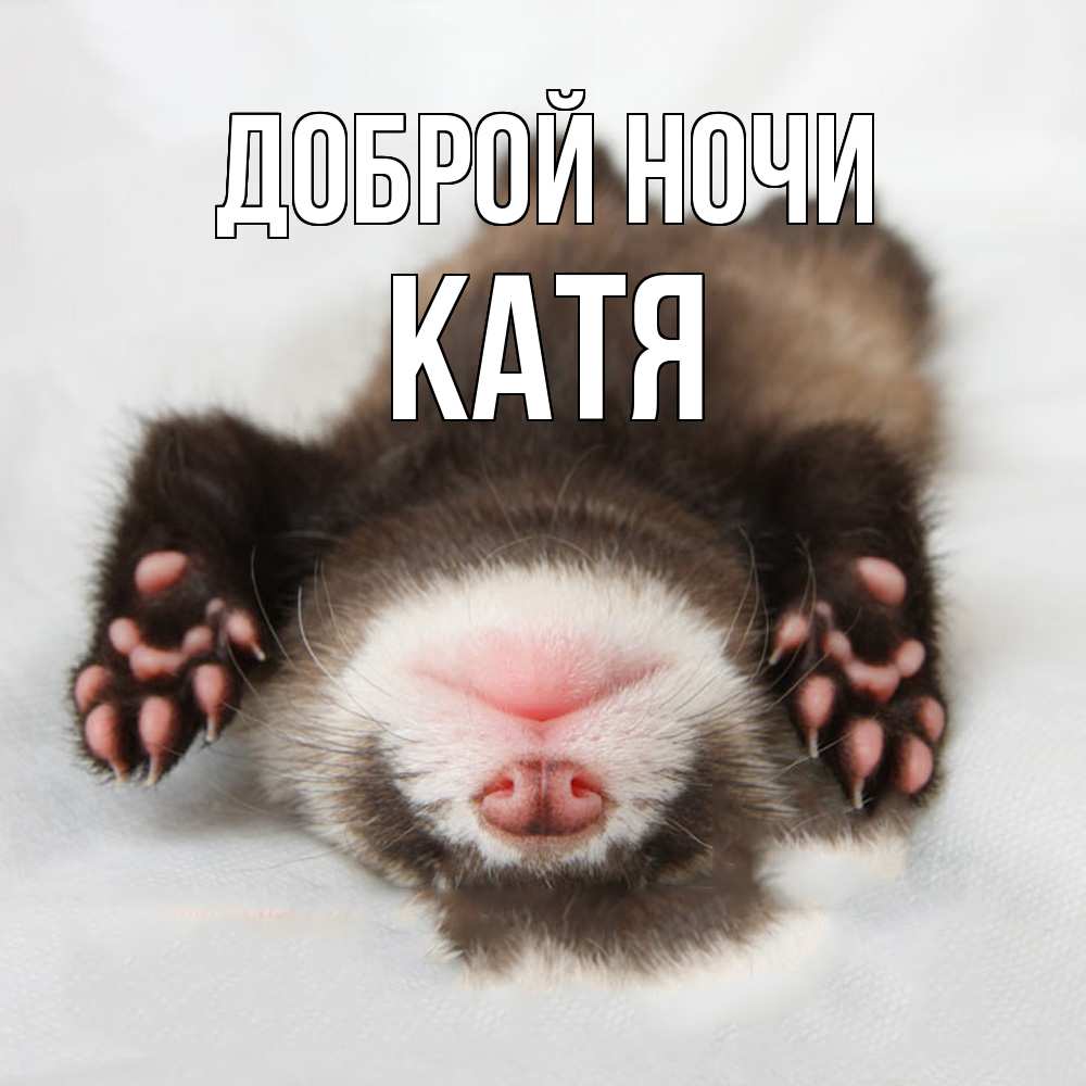 Открытка на каждый день с именем, Катя Доброй ночи зверек Прикольная открытка с пожеланием онлайн скачать бесплатно 