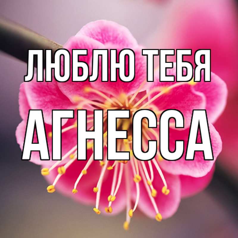 Картинка Люблю тебя, Агнесса