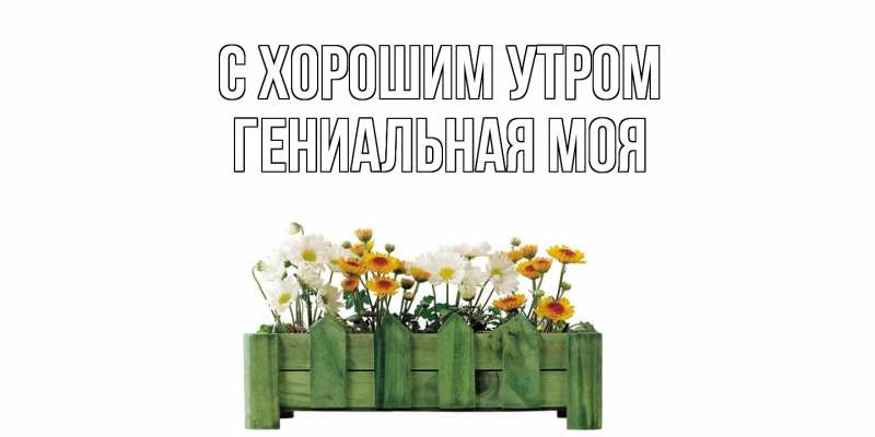 Картинка С хорошим утром, Гениальная моя