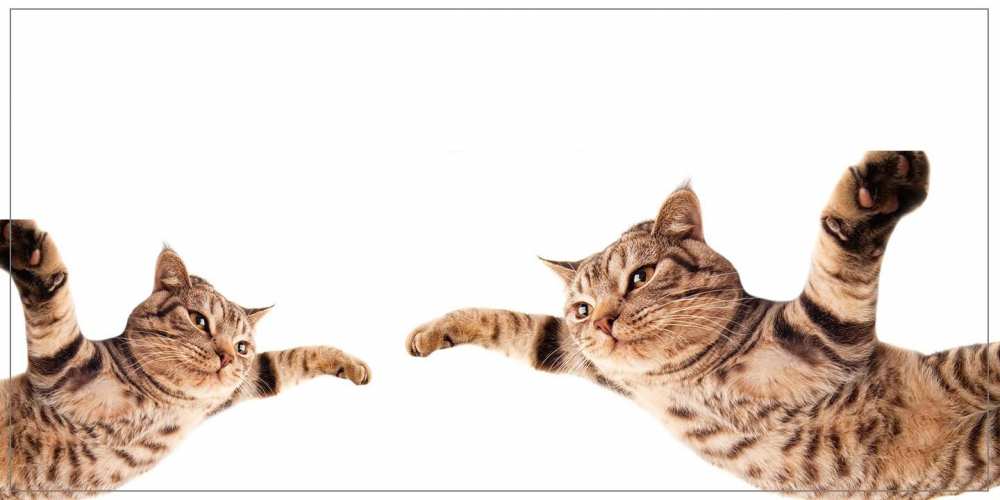 Открытка на каждый день с именем, Кошка Хорошего дня тебе хорошего дня Прикольная открытка с пожеланием онлайн скачать бесплатно 