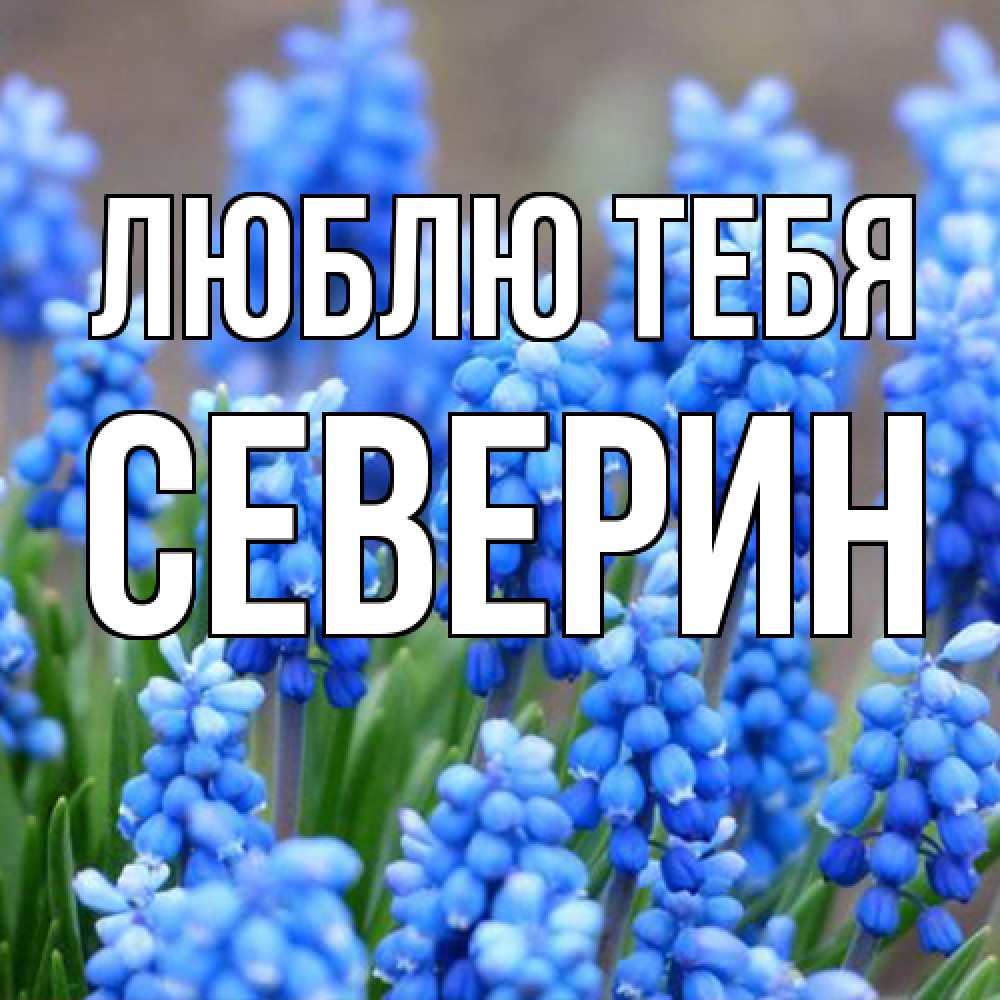 Открытка на каждый день с именем, Северин Люблю тебя Поздравительная открытка для женщин с цветами на праздничную дату Прикольная открытка с пожеланием онлайн скачать бесплатно 