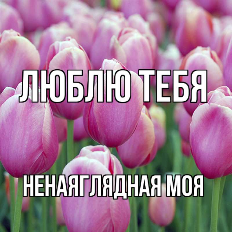 Картинка Люблю тебя, Ненаяглядная моя