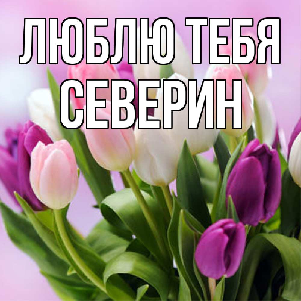 Открытка на каждый день с именем, Северин Люблю тебя весна март Прикольная открытка с пожеланием онлайн скачать бесплатно 