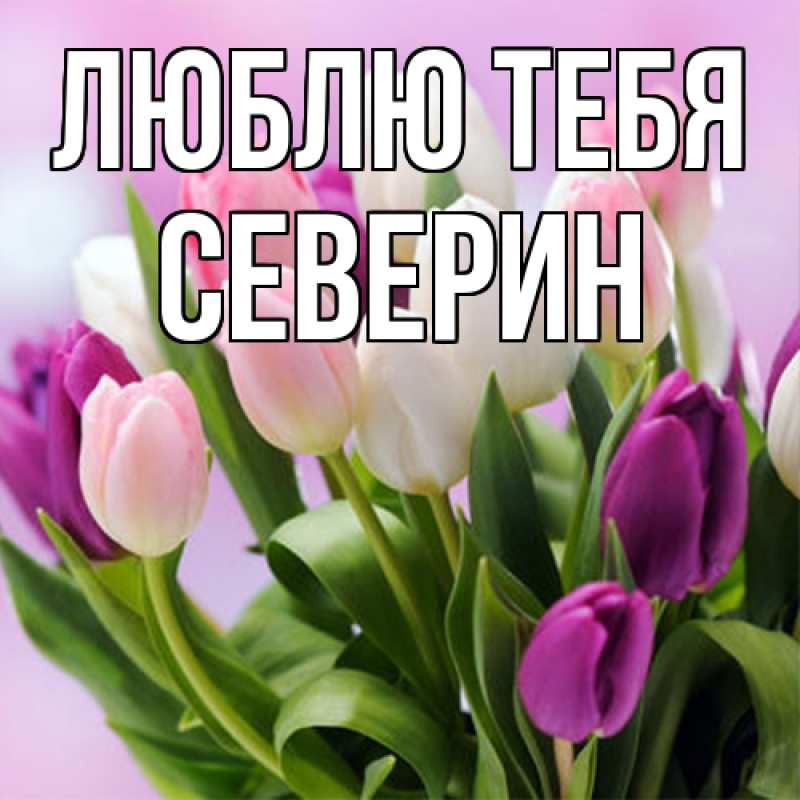 Картинка Люблю тебя, Северин