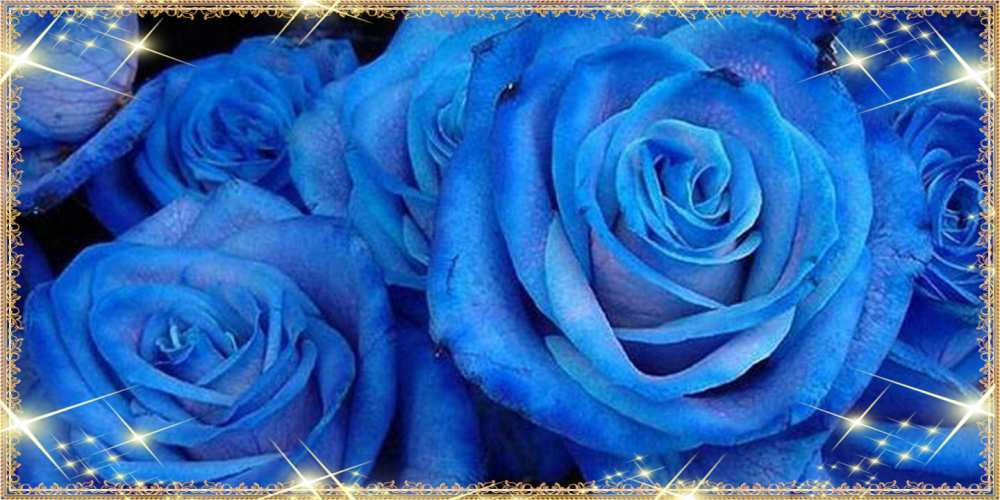 Открытка на каждый день с именем, Коля Люблю тебя как поздравить женщину на 8 марта. Конечно же нужно подарить ей открытку с нашего сайта Прикольная открытка с пожеланием онлайн скачать бесплатно 