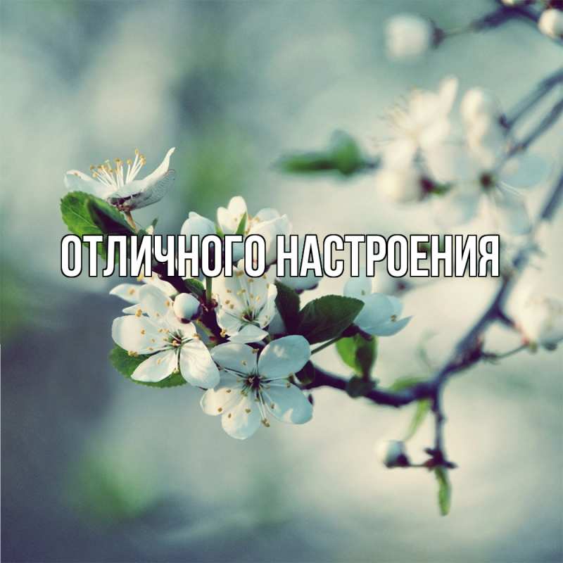 Картинка Скучашки, Песподобная