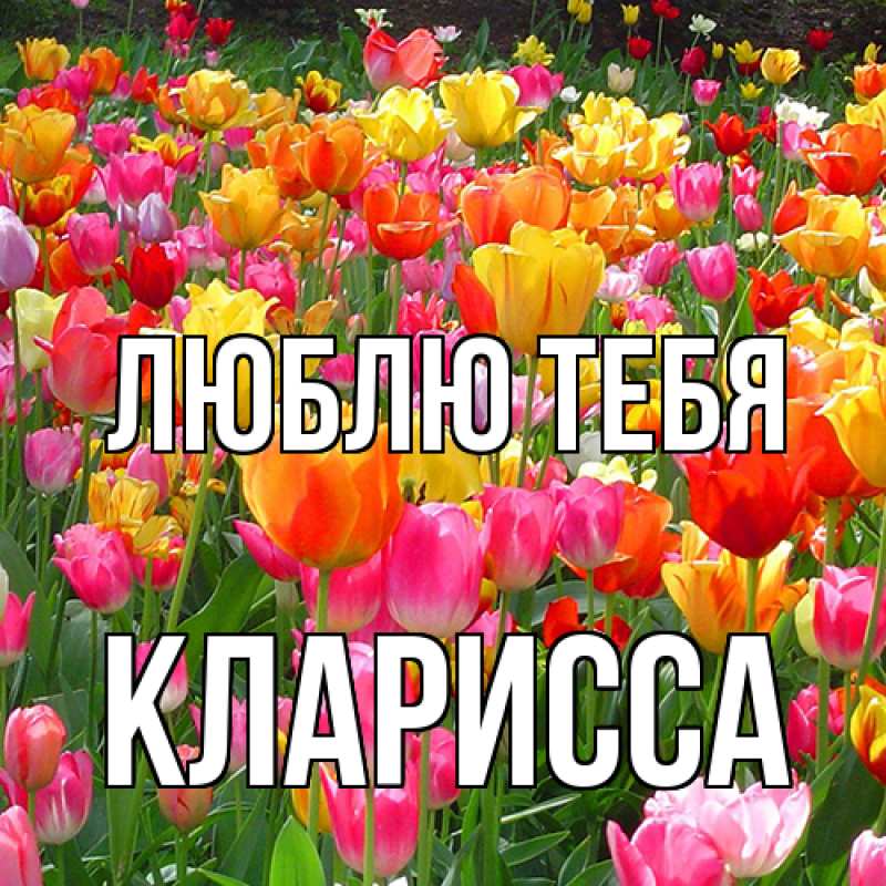 Картинка Люблю тебя, Кларисса