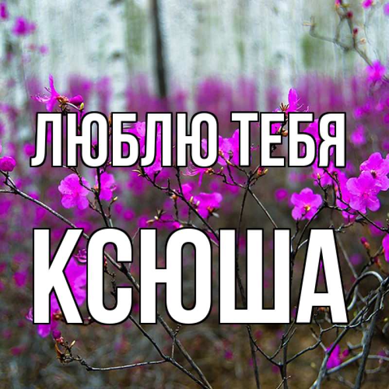 Картинка Люблю тебя, Ксюша