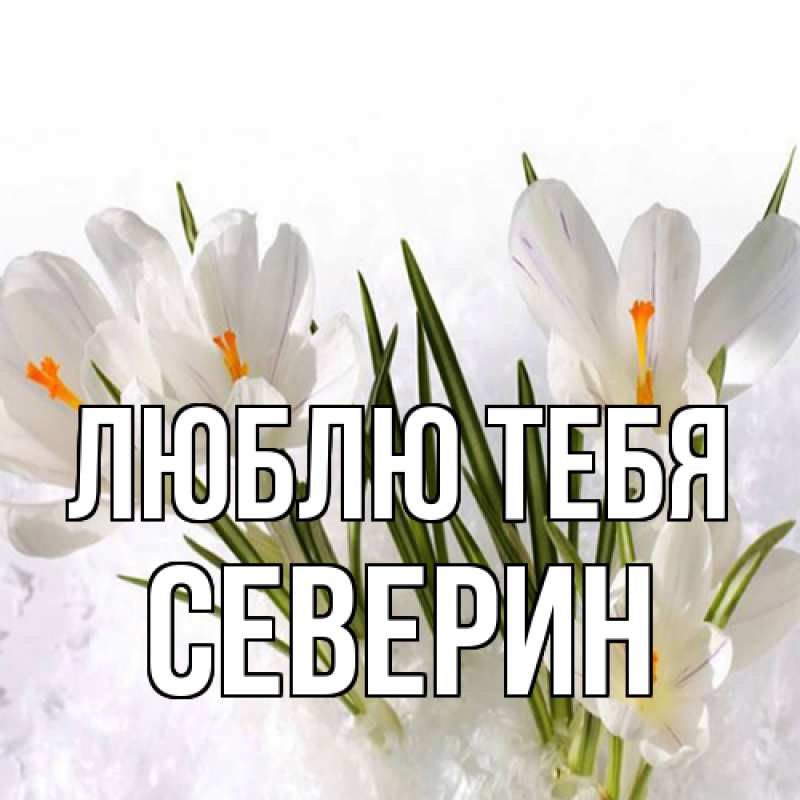 Картинка Люблю тебя, Северин