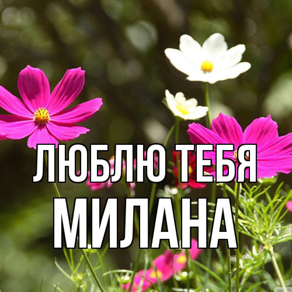 Открытка на каждый день с именем, Милана Люблю тебя цветы Прикольная открытка с пожеланием онлайн скачать бесплатно 