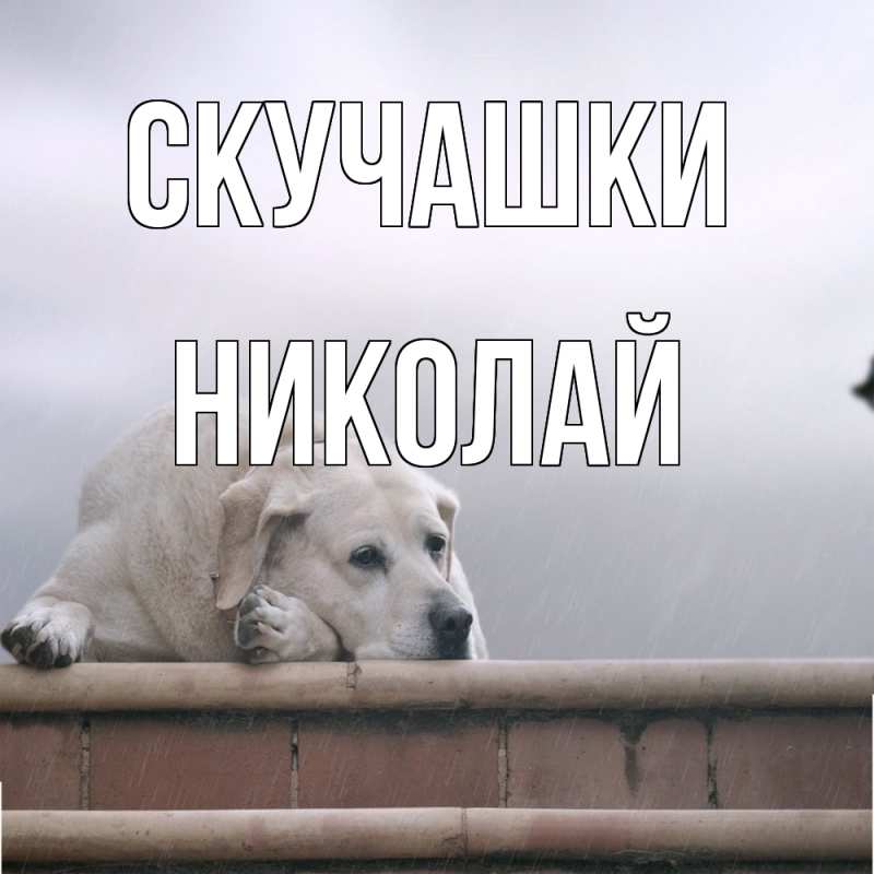 Картинка Скучашки, Николай