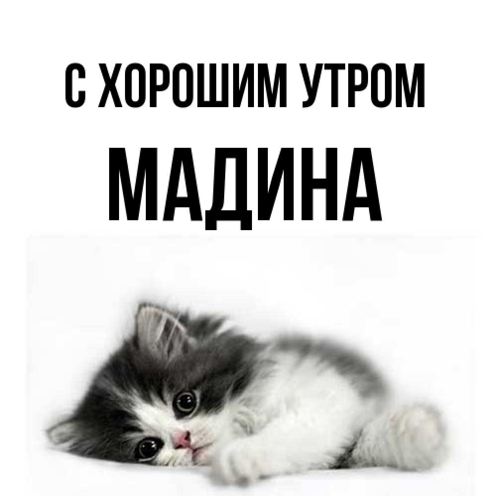 Открытка на каждый день с именем, Мадина С хорошим утром кот лапки Прикольная открытка с пожеланием онлайн скачать бесплатно 