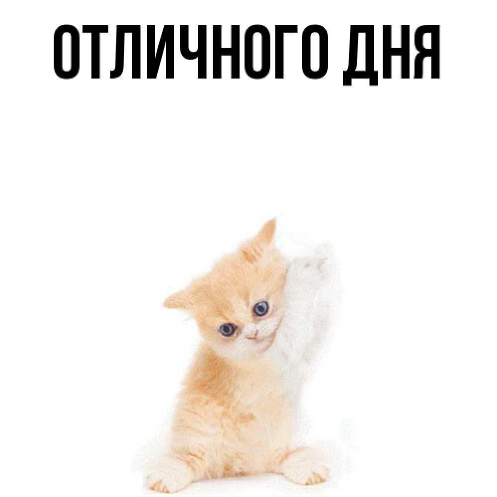 Открытка на каждый день с именем, Ия Я жду тебя зверушки и милота Прикольная открытка с пожеланием онлайн скачать бесплатно 