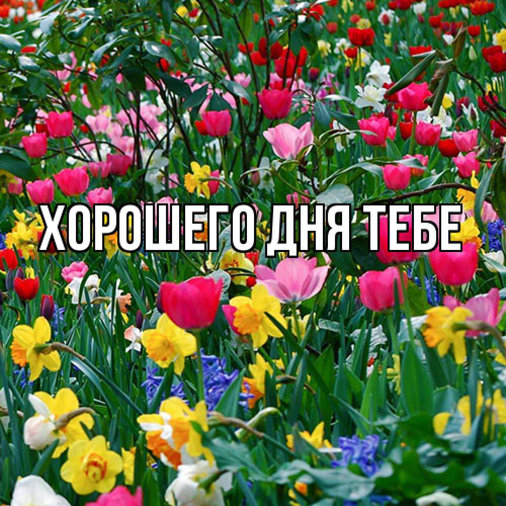 Открытка на каждый день с именем, Мирдза Люблю тебя с международным женским днем поздравления для женщины Прикольная открытка с пожеланием онлайн скачать бесплатно 