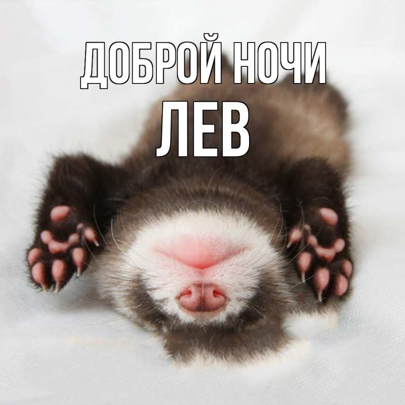 Картинка Доброй ночи, Лев